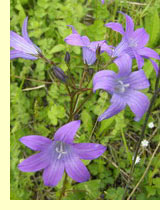 Колокольчик раскидистый (Campanula patula L.) Колокольчик раскидистый (Campanula patula L.)